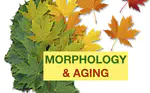 How does the processing of the word form, morphology and word meaning change during aging?